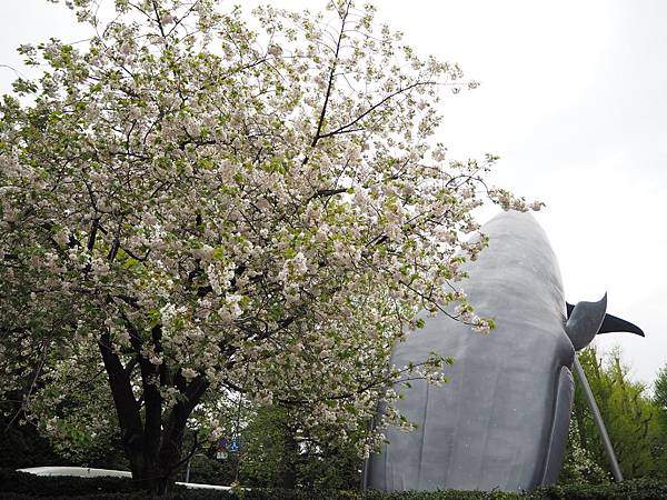 180407-1 上野恩賜公園 (20).JPG 180407-1 上野恩賜公園 (20).JPG