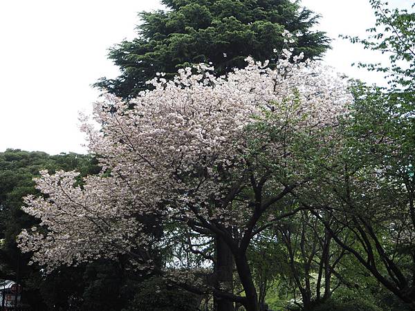 180407-1 上野恩賜公園 (21).JPG 180407-1 上野恩賜公園 (21).JPG
