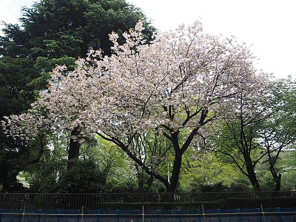 180407-1 上野恩賜公園 (22).JPG 180407-1 上野恩賜公園 (22).JPG