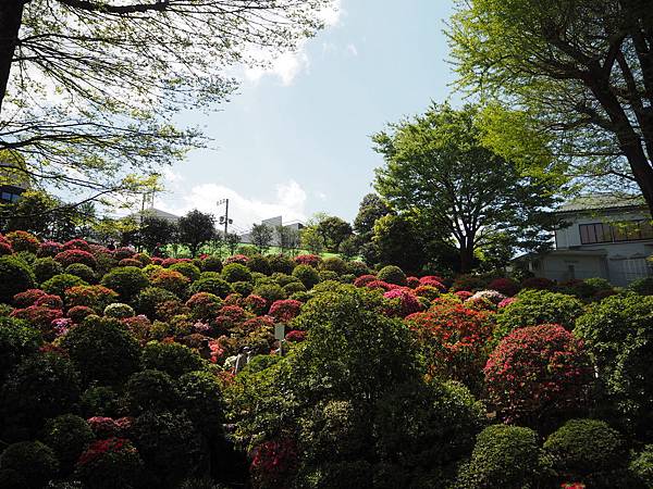 180408-2 根津神社 (8).JPG