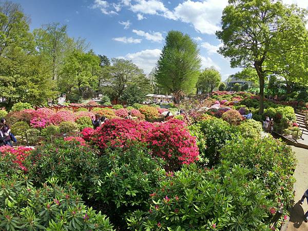 180408-2 根津神社 (17).JPG