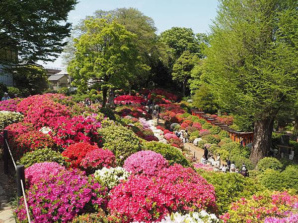 180408-2 根津神社 (42).JPG