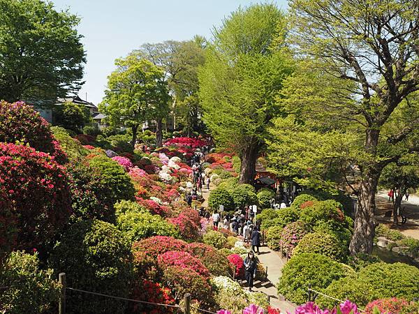 180408-2 根津神社 (45).JPG