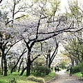 230327-3 大阪城公園 (57).jpg