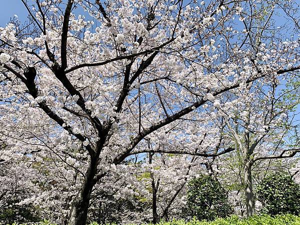 230328-2 天王寺公園 (8).jpg