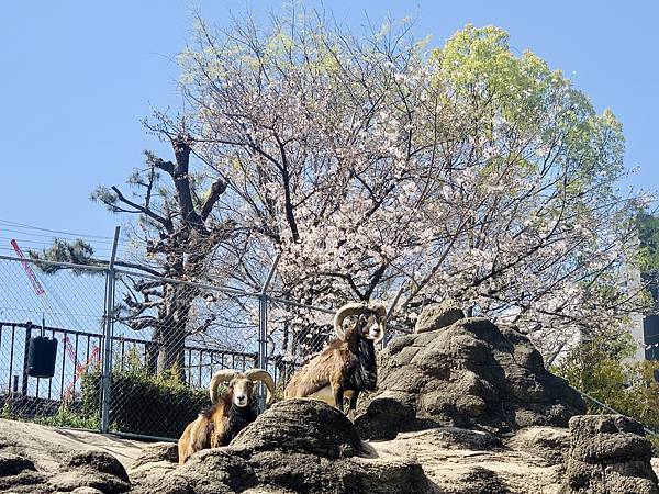 230328-3 天王寺動物園 (30).jpg