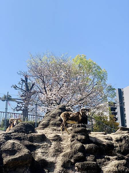 230328-3 天王寺動物園 (31).jpg