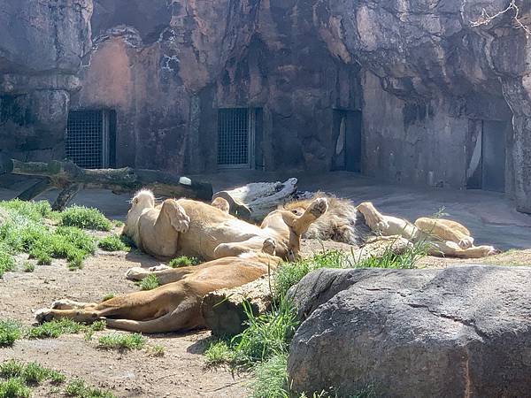 230328-3 天王寺動物園 (37).jpg