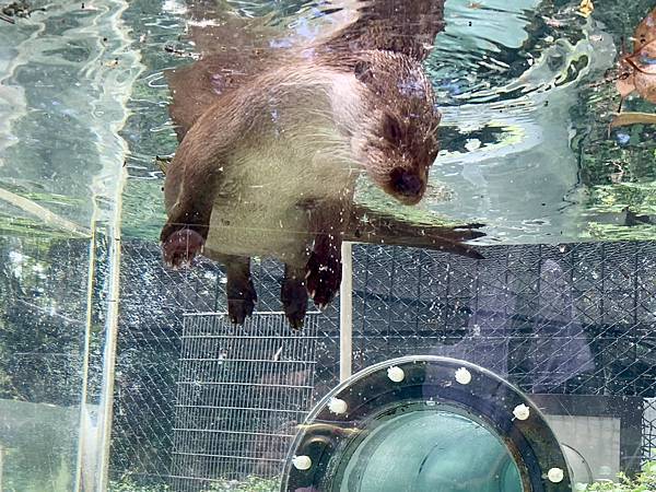 230506-2 上野動物園 (5).jpg