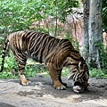 230506-2 上野動物園 (10).jpg