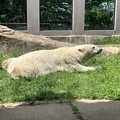 230506-2 上野動物園 (20).jpg