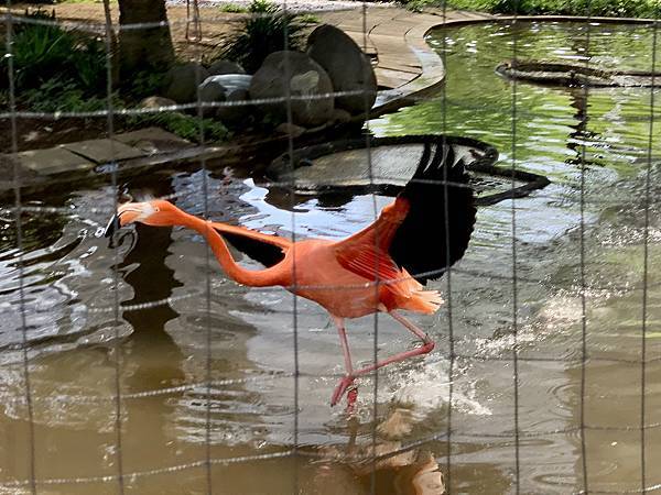 230506-2 上野動物園 (27).jpg