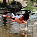 230506-2 上野動物園 (27).jpg