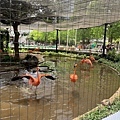 230506-2 上野動物園 (30).jpg