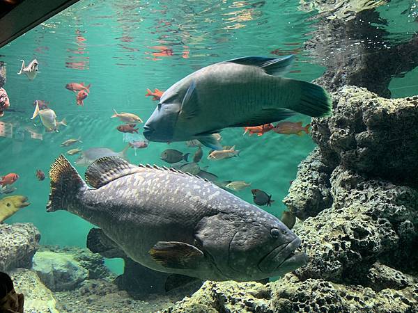 230918-4 葛西臨海水族園 (28).jpg