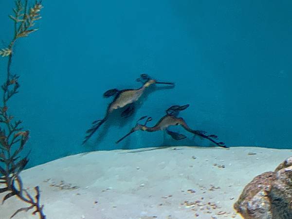 230918-4 葛西臨海水族園 (31).jpg