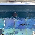 230918-4 葛西臨海水族園 (43).jpg