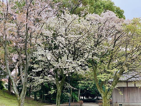 240323-2 水前寺成趣園 (28).jpg