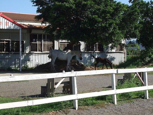 100628悠客馬場