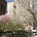 090413 Columbia University Medical Center的某大樓後小花園櫻花樹