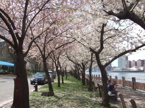 090418 Roosevelt Island