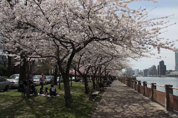 090418 Roosevelt Island