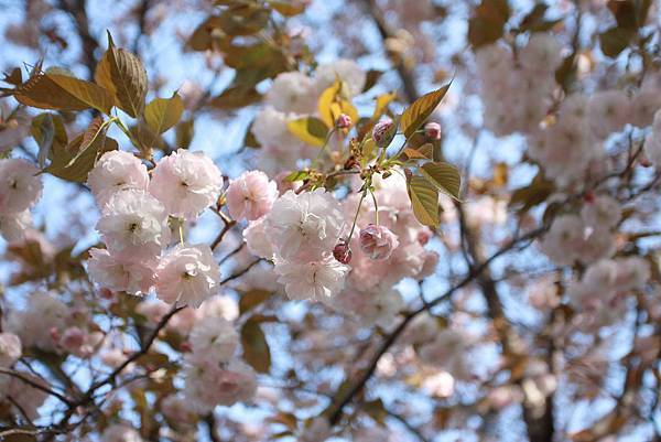 110424井之頭恩賜公園