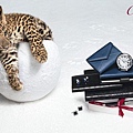 Cartier Winter Tale