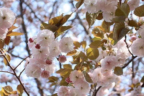 110424井之頭恩賜公園