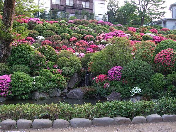 110426根津神社杜鵑花園