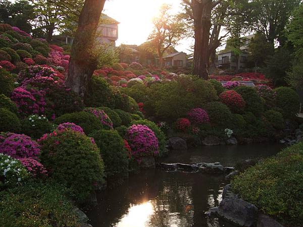 110426根津神社杜鵑花園