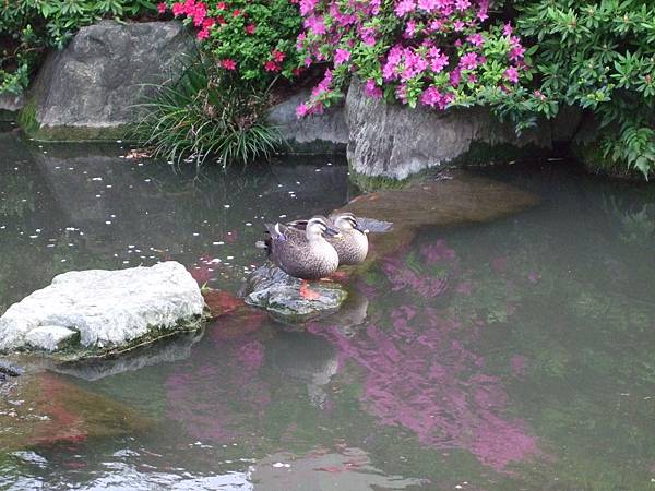 110426根津神社