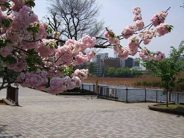 110427上野公園櫻花