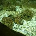 石頭魚.JPG