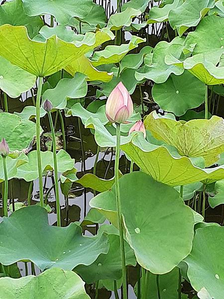 20190526_155239.jpg