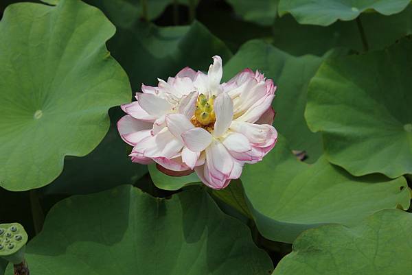 IMG_5241.JPG