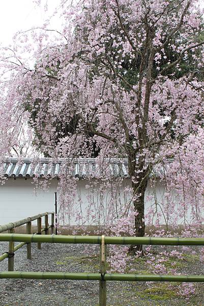 醍醐寺