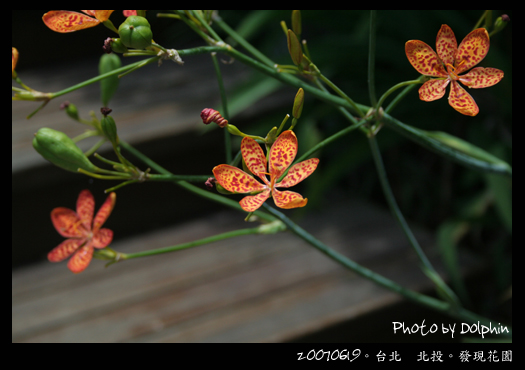 20070619_北投。發現花園_09.jpg