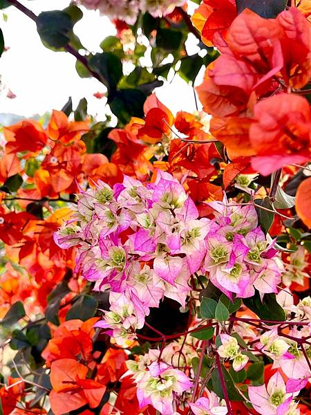 LINE_ALBUM_2023.03.10彰化田中九重葛_230311_15 LINE_ALBUM_2023.03.10彰化田中九重葛_230311_15