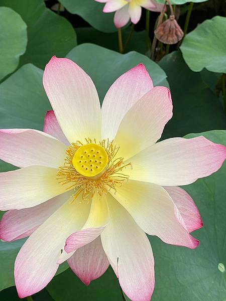 LINE_ALBUM_2023.05.11中興新村荷花_230511_7 LINE_ALBUM_2023.05.11中興新村荷花_230511_7