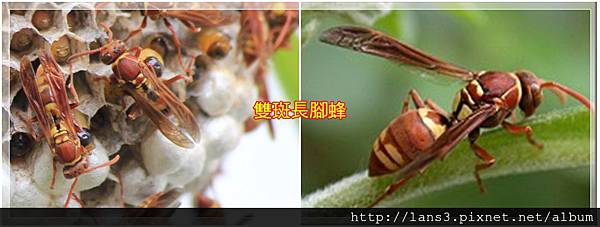 長腳蜂005 長腳蜂005