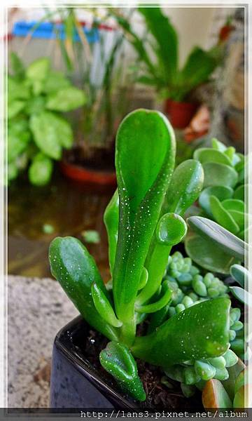 厚葉植物群003 厚葉植物群003