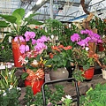 102-0821-4 台中觀摩-芊香園藝 (44).jpg