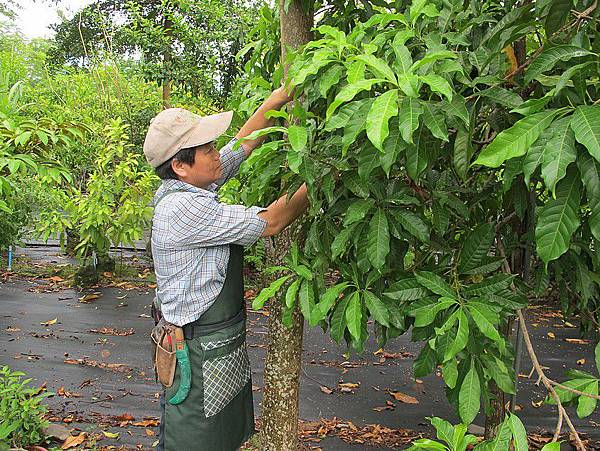 102-0802-3 黃金果 (8)