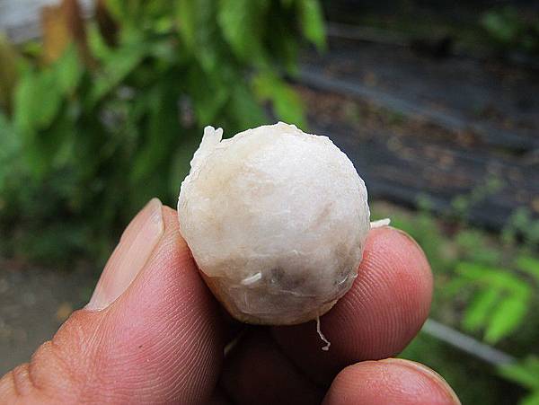 102-0802-5 爪哇鳳果 (13)