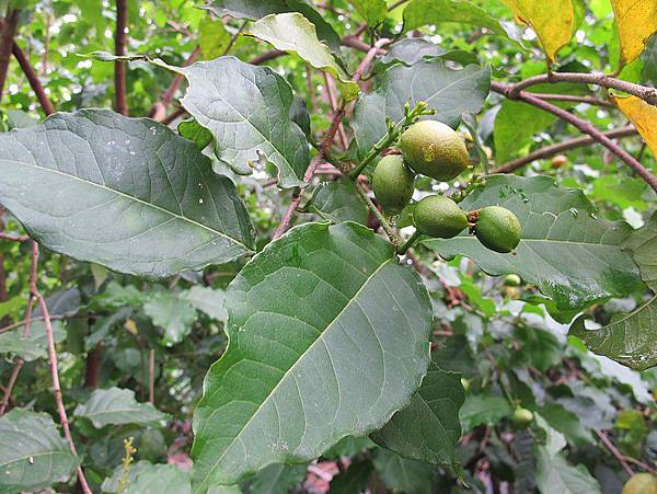 102-0802-6 花生牛奶果 (10)