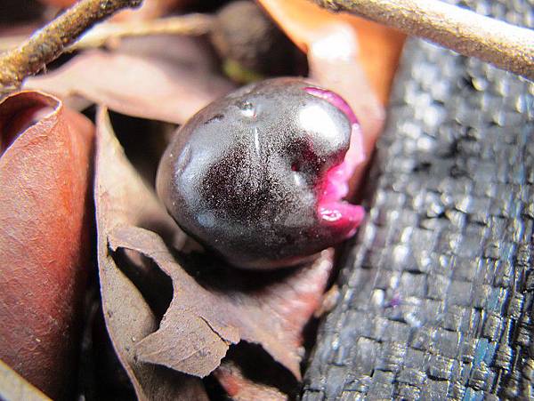 102-0802-8 尹寶蓮 (7)