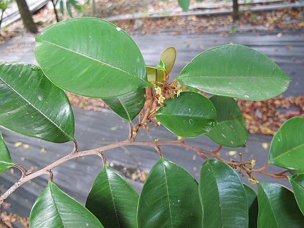 102-0802-9 星蘋果 (2)