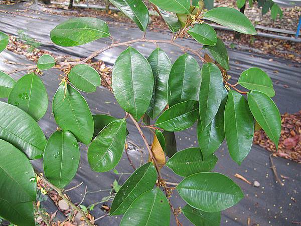 102-0802-9 星蘋果 (1)