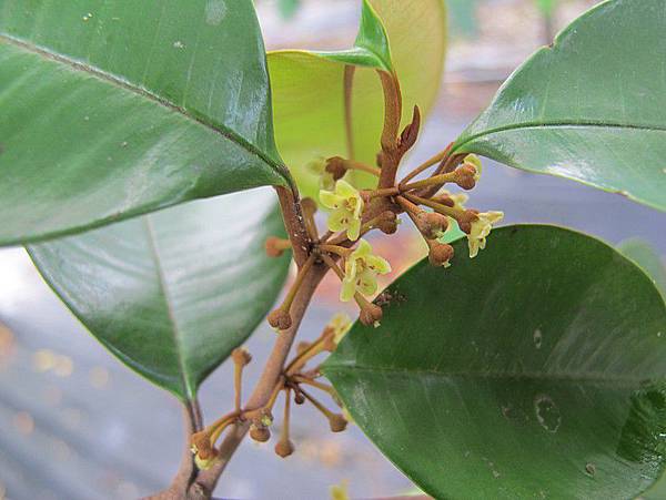 102-0802-9 星蘋果 (3)